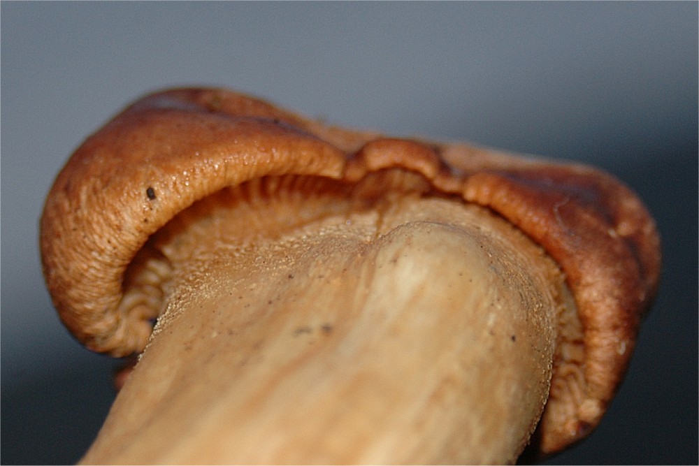 Aunque recuerde otra cosa: Hygrophorus nemoreus